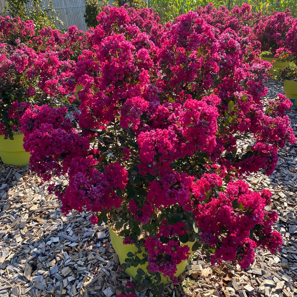 Lagerstroemia - GOURMET - Red Red Wine